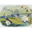 Самые красивые птицы (набор из 15 открыток). Фото 7
