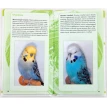 Самые популярные волнистые попугайчики. Тео Винс. Фото 3