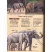 Слоны. Ульрих Зедлаг. Фото 6