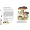 Софи в мире грибов. Стефан Каста. Фото 8