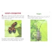 Стрекозы и другие насекомые. Петр Волцит. Фото 2