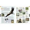 Bird: The Definitive Visual Guide. Фото 12