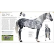 The Horse Encyclopedia. Фото 5