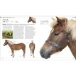 The Horse Encyclopedia. Фото 7