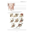 Topographic Anatomy and Operative Surgery. Workbook. In 2 parts. Part II. Сергей Сергеевич Дыдыкин. Фото 11