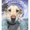 Underwater Dogs. Сет Кастил. Фото 4
