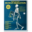 va-Skeleton Kit (шт.). Фото 1