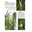 Велика книга комах. Долорес Алмазан. Хуан Ромеро. Рубен Дуро. Фото 8