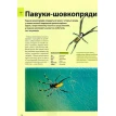 Велика книга комах. Долорес Алмазан. Хуан Ромеро. Рубен Дуро. Фото 9