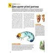 Велика книга комах. Долорес Алмазан. Хуан Ромеро. Рубен Дуро. Фото 15
