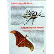 Велика книжка. Метелики. Олег Владимирович Завязкин. Фото 2