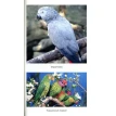 Волшебный мир попугаев в природе и дома. Иван Иерусалимский. Фото 6