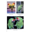 Волшебный мир попугаев в природе и дома. Иван Иерусалимский. Фото 8
